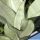 Sansevieria trifasciata cv. MOONSHINE