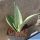 Sansevieria trifasciata cv. MOONSHINE