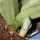 Sansevieria trifasciata cv. MOONSHINE
