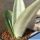 Sansevieria trifasciata cv. MOONSHINE