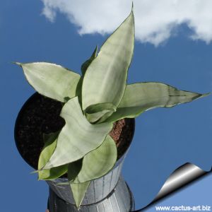 Sansevieria trifasciata cv. MOONSHINE