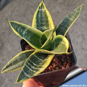 Sansevieria trifasciata cv. HAHNII marginata aurea