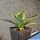 Sansevieria trifasciata cv. HAHNII marginata aurea