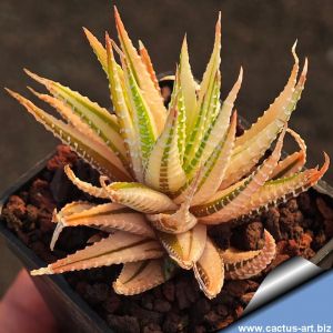 Haworthia attenuata f. variegata
