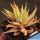 Haworthia attenuata f. variegata