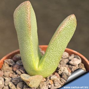 Pleiospilos compactus ssp. sororius Rooinek Pass, Western Cape, South Africa