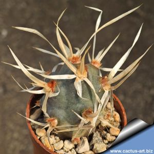 Tephrocactus sp. F