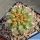 Gymnocalycium bozsingianum v. longispinus LB461  Noqueve, La Rioja, Argentina, 600m