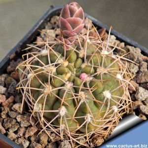 Gymnocalycium bozsingianum v. longispinus LB461  Noqueve, La Rioja, Argentina, 600m