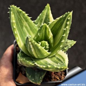 Aloe brevifolia f. variegata