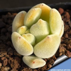 Echeveria setosa