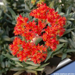 Crassula falcata f. minor
