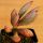 Adromischus marianae v. immaculatus