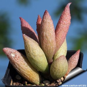 Adromischus marianae v. immaculatus