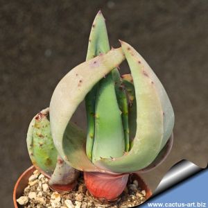 Aloe ferox f. compacta
