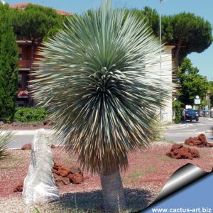 Yucca rostrata Redford, Texas, USA