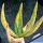 Aloe ferox f. variegata