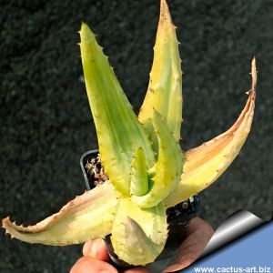 Aloe ferox f. variegata