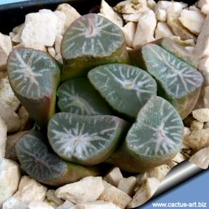 Haworthia maughani cv. YUKIGUNI (Snow county)