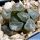 Haworthia maughani cv. YUKIGUNI (Snow county)