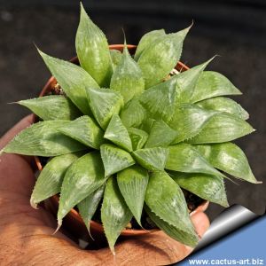 Haworthia sessiliflora