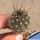 Lobivia kuehnrichii L459 Potrero, Salta, Argentina, 2300m