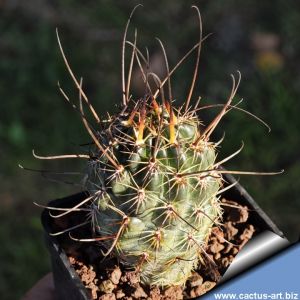 Lobivia kuehnrichii L459 Potrero, Salta, Argentina, 2300m