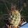 Lobivia kuehnrichii L459 Potrero, Salta, Argentina, 2300m