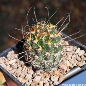 Lobivia kuehnrichii L459 Potrero, Salta, Argentina, 2300m