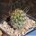Lobivia kuehnrichii L459 Potrero, Salta, Argentina, 2300m