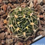 Lobivia acanthoplegma v. roseiflora, TB080.1  Angostura, 2806 m, Chochabamba, Bolivia