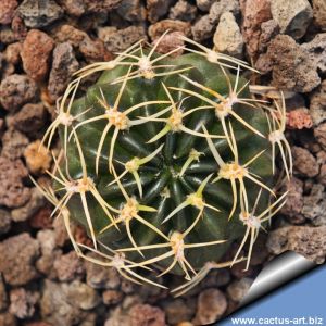 Lobivia acanthoplegma v. roseiflora, TB080.1  Angostura, 2806 m, Chochabamba, Bolivia