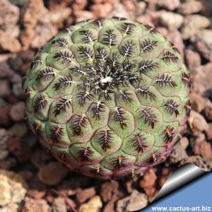 Sulcorebutia rauschii "Dark form"