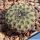 Sulcorebutia rauschii "Dark form"