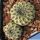 Sulcorebutia rauschii "Dark form"