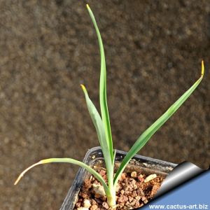 Yucca arkansana