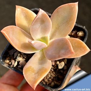 Graptoveria cv. JEREMIE