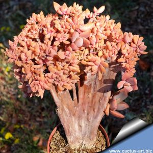 Graptoveria cv. JEREMIE f. cristata