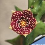 Orbea carnosa ssp. keithii