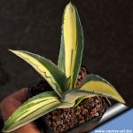 Agave americana cv. mediopicta aurea striata