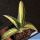 Agave americana cv. mediopicta aurea striata