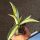 Agave americana cv. mediopicta aurea striata