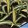 Agave americana cv. mediopicta aurea striata