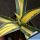 Agave americana cv. mediopicta aurea striata
