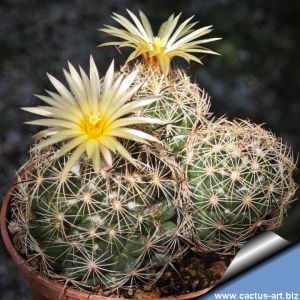 Coryphantha salm-dyckiana SB110 Jimenez, Chihuahua, Mexico