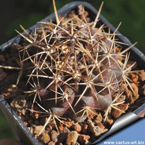 Eriosyce limariensis