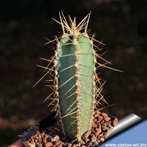 Cereus chacoana