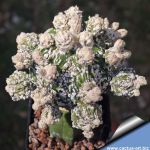 Astrophytum myriostigma cv. SAZNAMI (grafted)