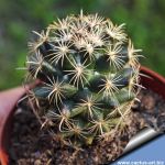 Coryphantha delicata