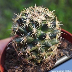 Coryphantha delicata